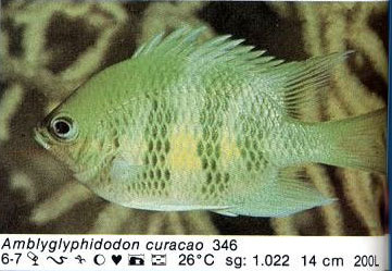 Amblyglyphidodon curacao